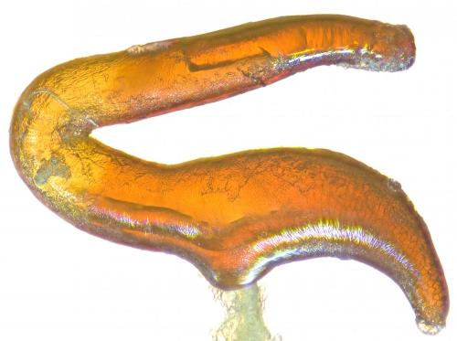 Réf. 252 640 : Otiorhynchus armadillo